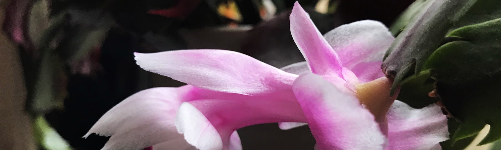 photo of a christmas cactus flower