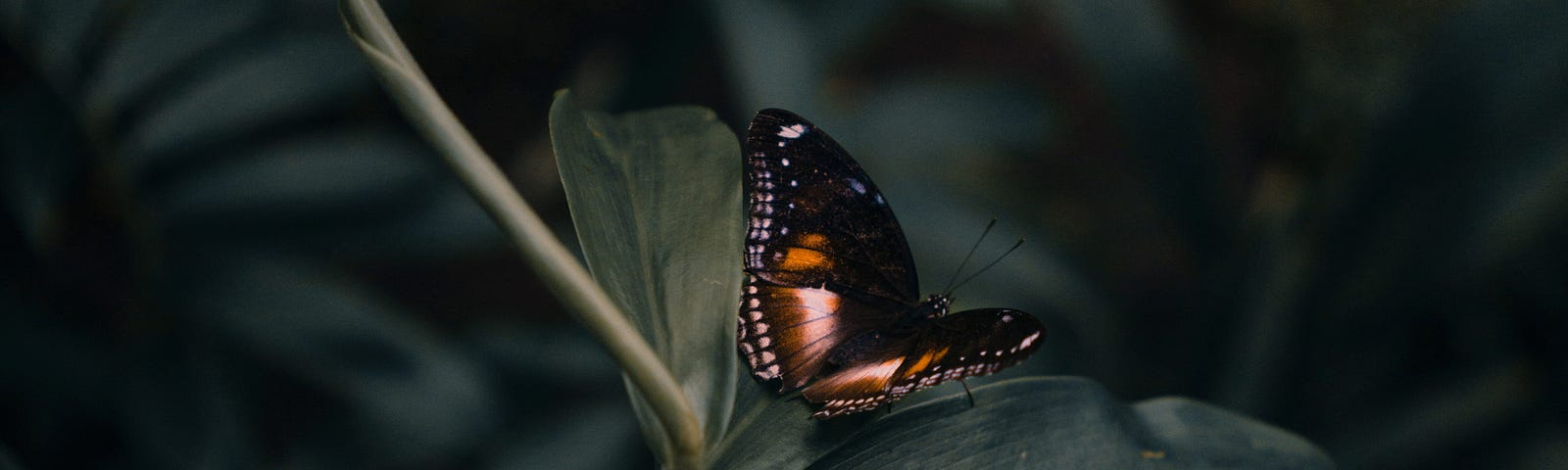 A butterfly on a leaf in lush dark woods