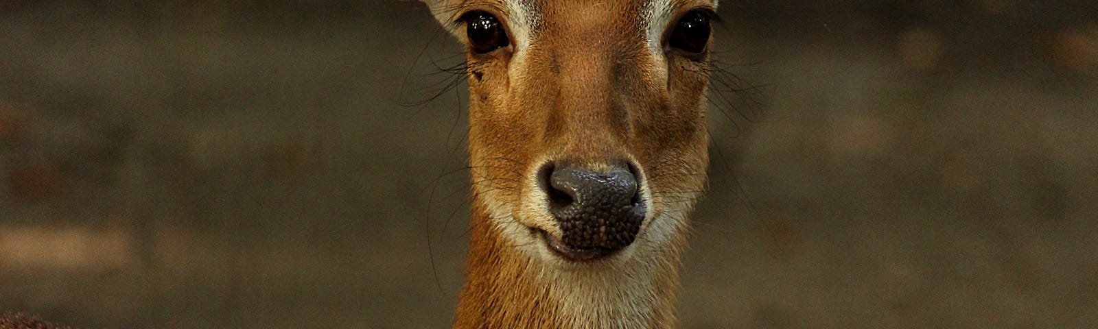 a musk deer