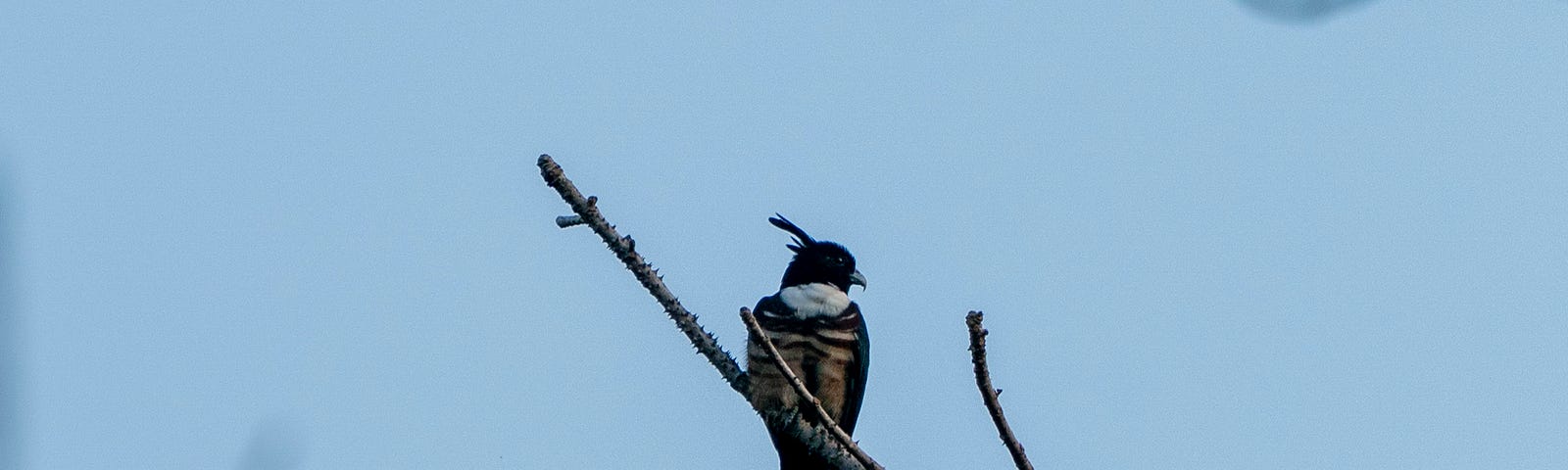 Black Baza on a dry branch