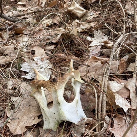 Deer skull with eye orbits laying in the old fall leaves