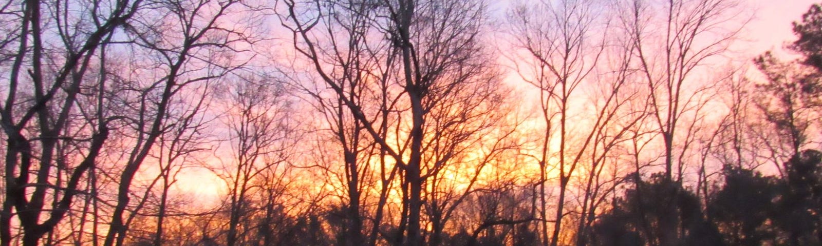 photo of sun setting over bre limb trees