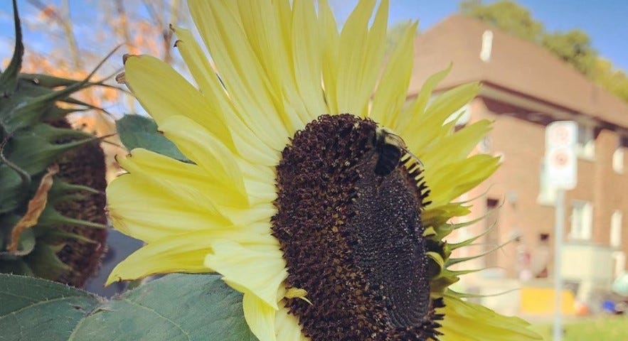 A sunflower with a bumblebee resting in its center.