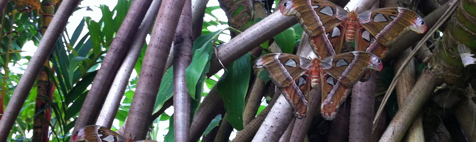 Several interesting moths cling to branches.