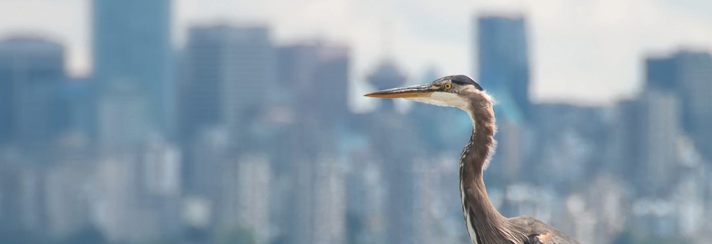 A great blue heron stands in the mud flats of English Bay, with the brown water of the bay and the glass towers of the downtown Vancouver skyline in the background.