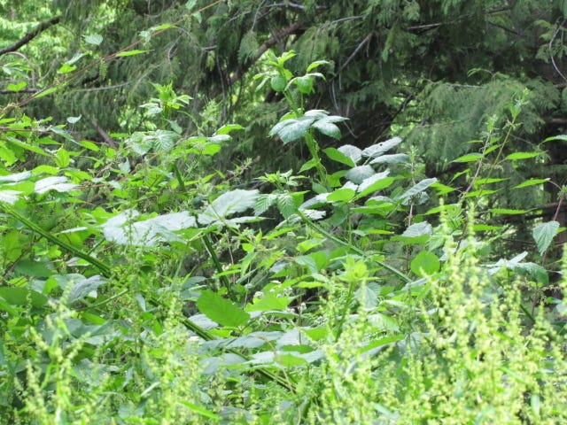 Dense greenery before entering into a forest.