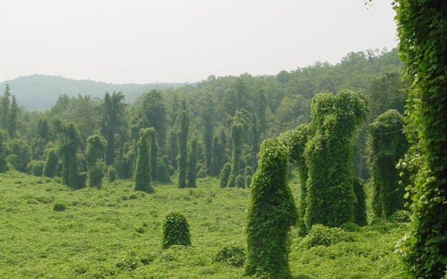 Kudzu