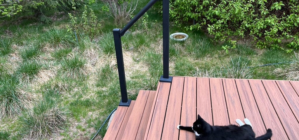 Our cat enjoying his therapy deck (aka deck blank space in photo).