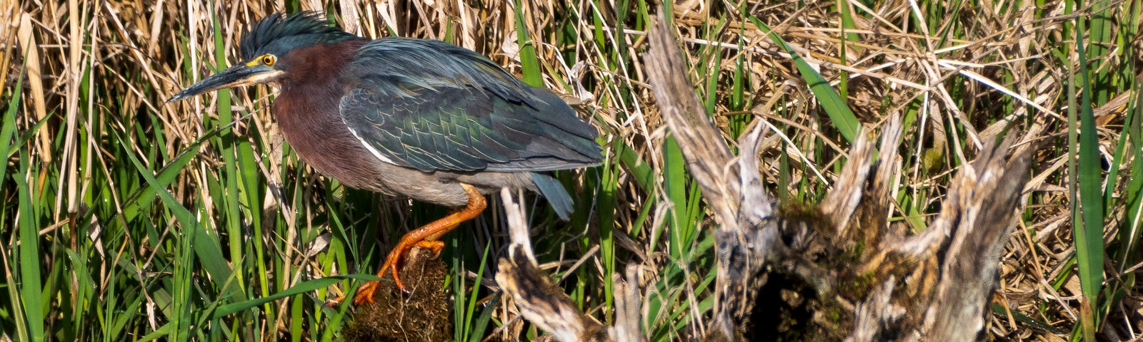 Green Heron perched on a stump.