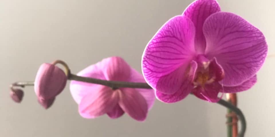 Magenta orchid with several lush blooms and a few buds.