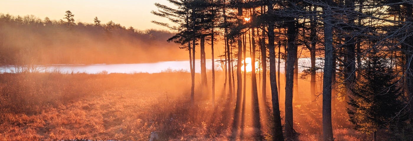 Orange shafts of sunlight filter through tall pine trees at dawn. A pond and hills are in the distance.