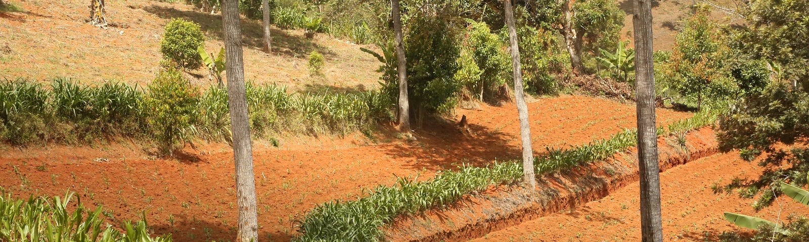 Agricultural landscape in Tanzania
