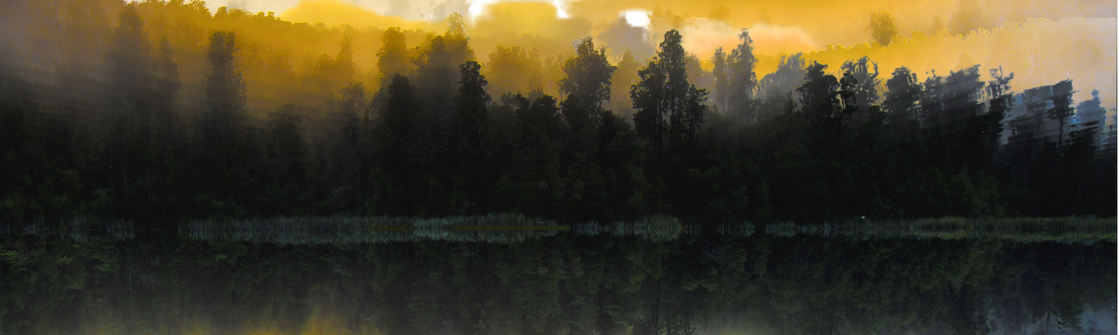 An abstract image of dark coniferous trees reflected in the water. The edges above the trees and their reflections are yellow.