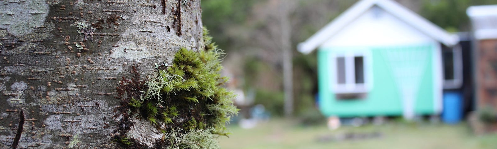 A tiny off grid house blurred in the background, in the foreground is a mossy tree