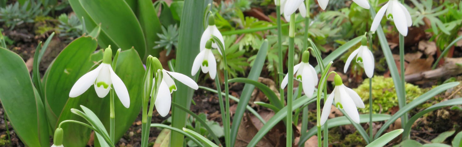 Snowdrops in an English garden