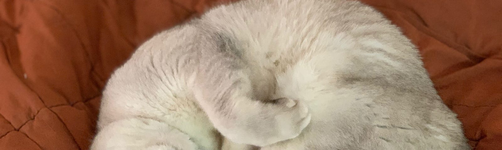 White cat on brown blanket