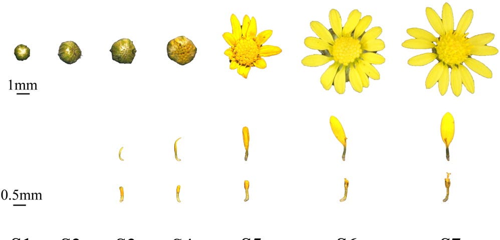 The top row is a flower going through different growth stages. The bottom row shows individual petals at each stage.