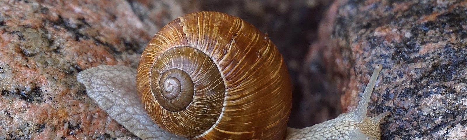 a grey snail blends in as it crawls along on a rock. A spiral shell is on it’s back.