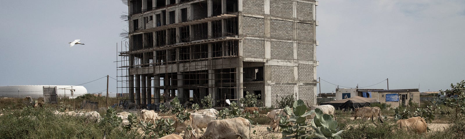 A six-story building appears to be under construction surrounded by a herd of cows in a field of low bushes.