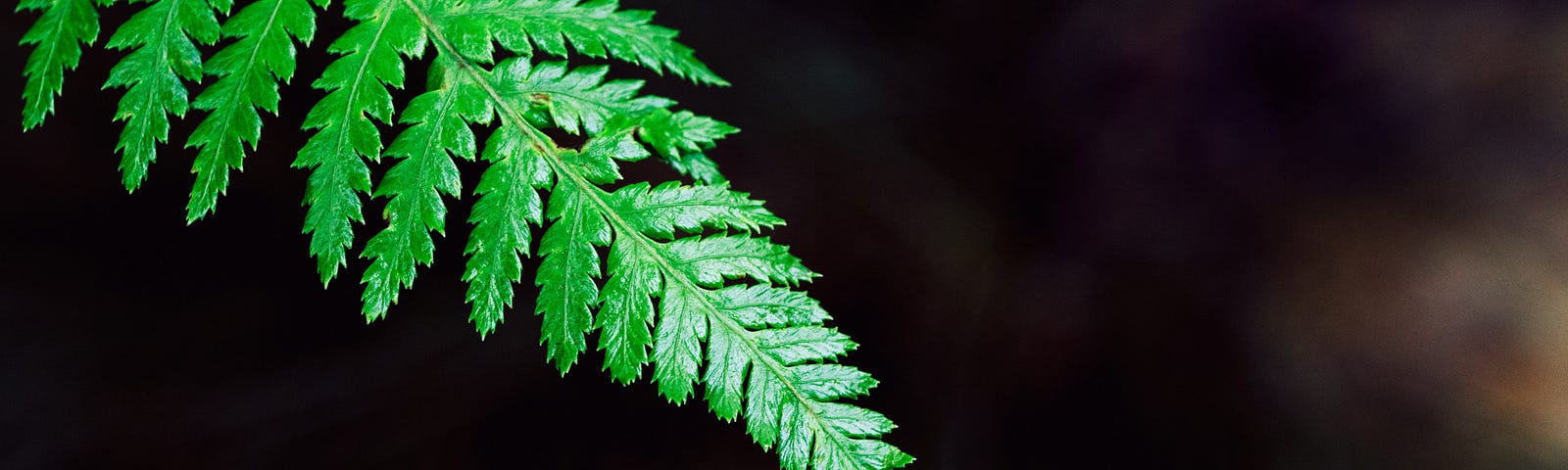 A fern leaf. Frond? Not the underside but I don’t have a lot of patience with Unsplash. The Underside of the Fern by Jim Latham (Jim’s Shorts).