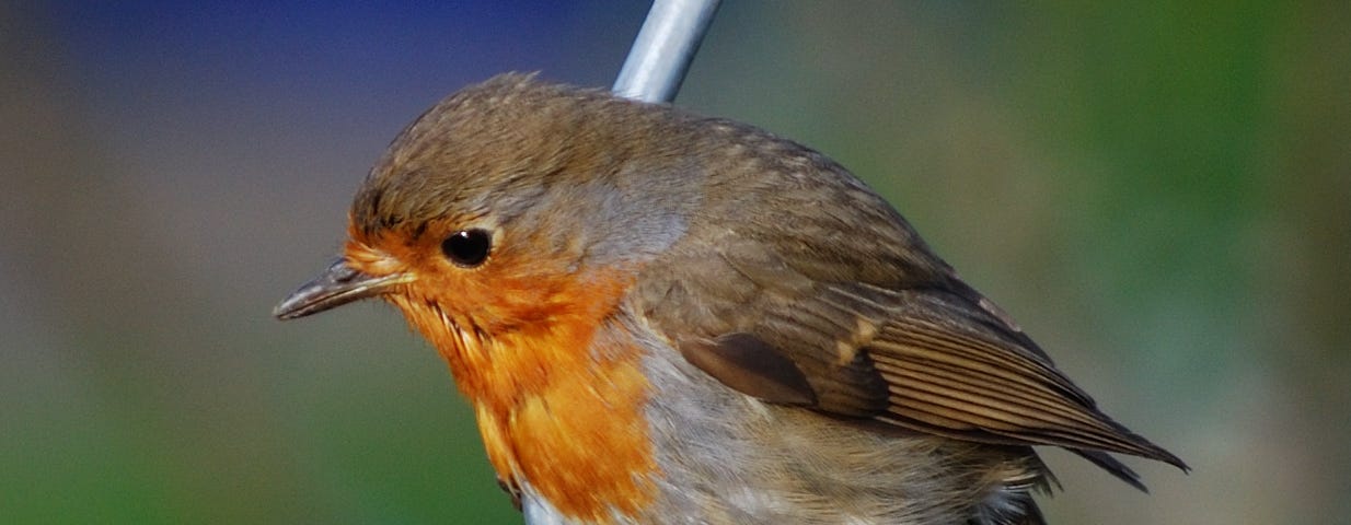 A orange bird sitting on a wire with a blurry background