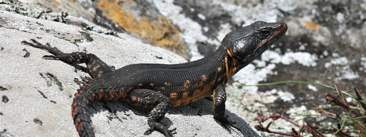 A black lizard on a rock.