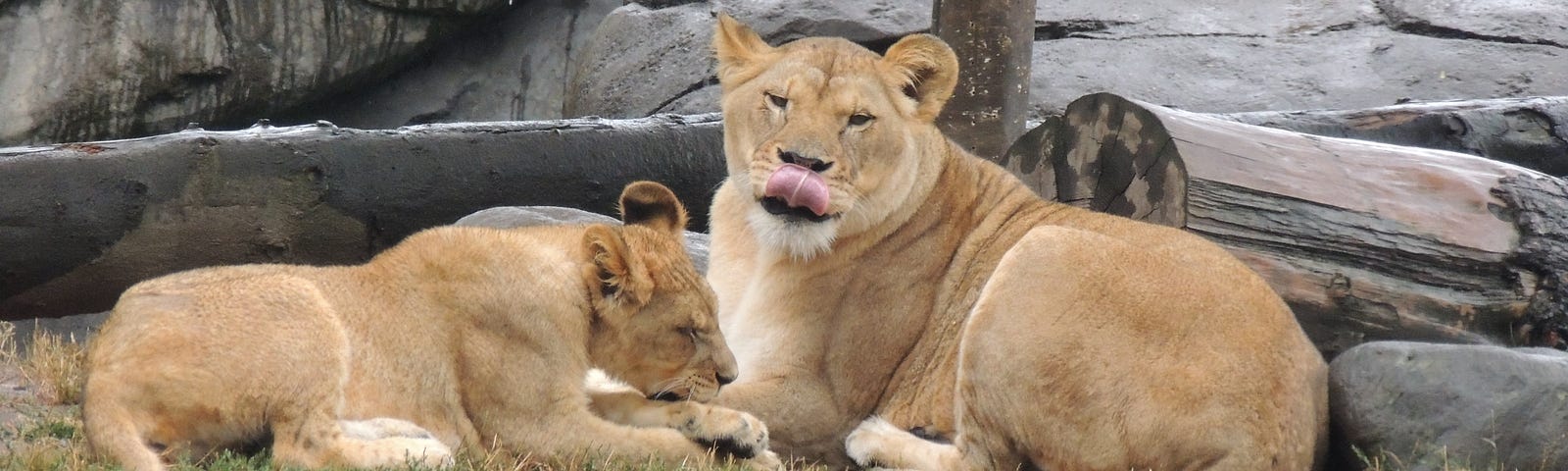 Two female lions, one sticking out its tongue