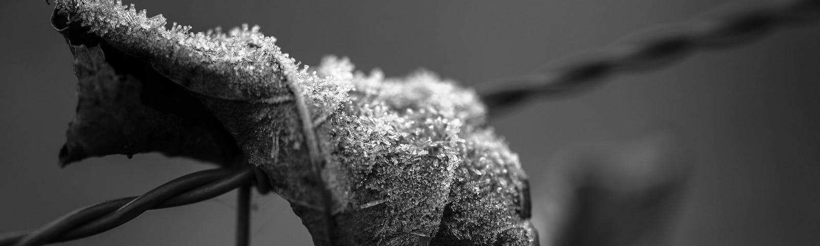 A frost-covered leaf hangs on a barbed wire fence. Mülheim a. d. Ruhr, Germany, December 13, 2022