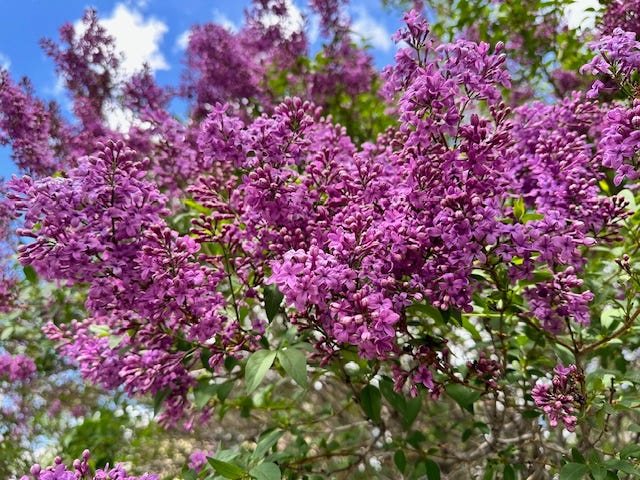 Blooming purple lilacs. You can almost smell them. Photo by the author.