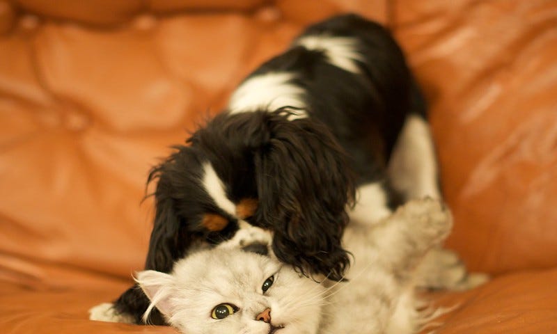 Dog and cat playing together. Bernard Jerome — Flickr.