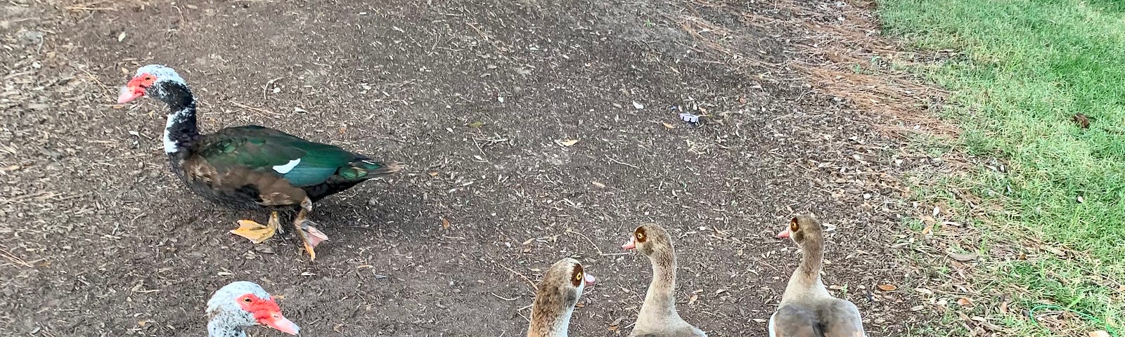 Different species of ducks by the lake