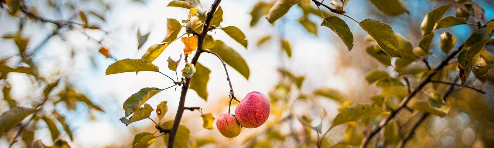 Close-up photo of sunlit autumn tree branches with two red apples centered. Blue sky and white clouds are in the background.