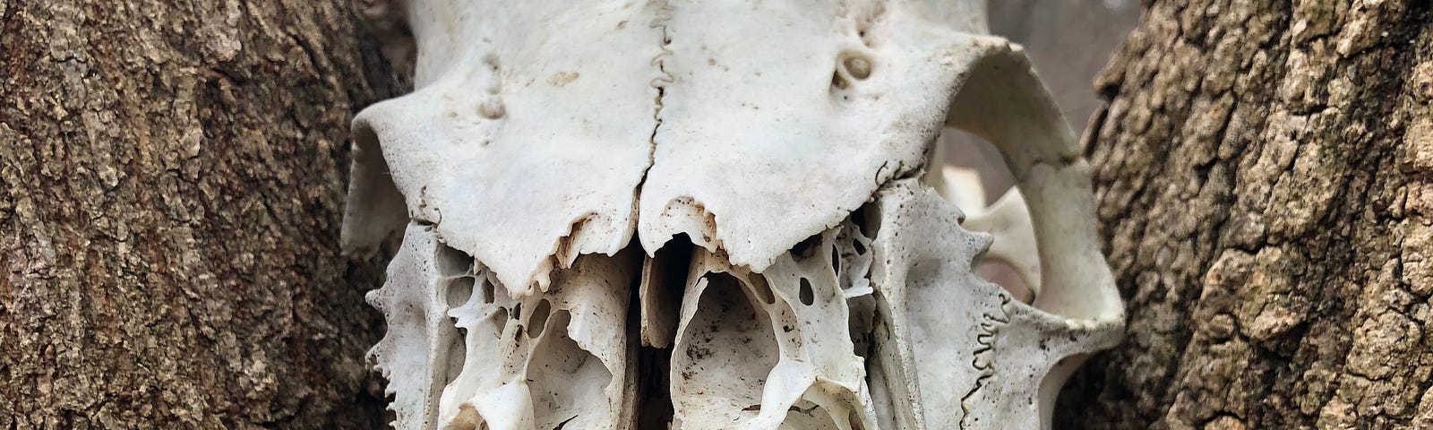 A photo of a deer skull, partially gone on the left front, balanced in between branches of a tree.