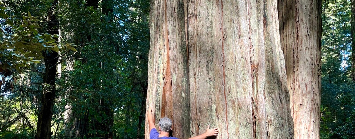 A man in a blue T-shirt tries to hug the base of a giant Redwood tree
