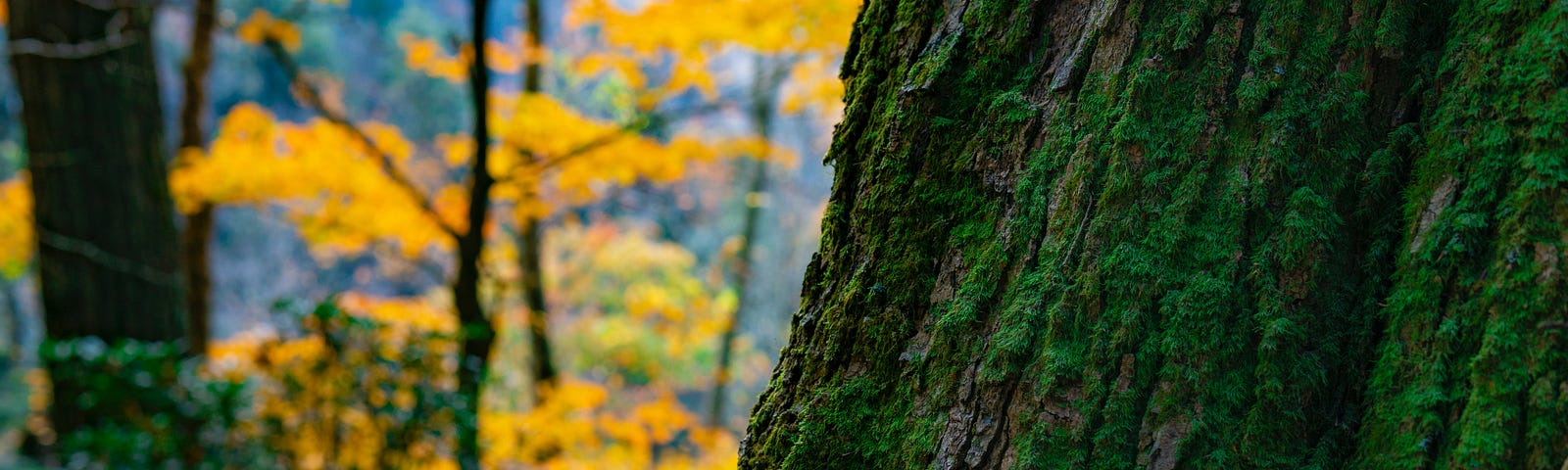 Trees with golden yellow leaves in the background with mossy green tree trunk in the foreground on the right.