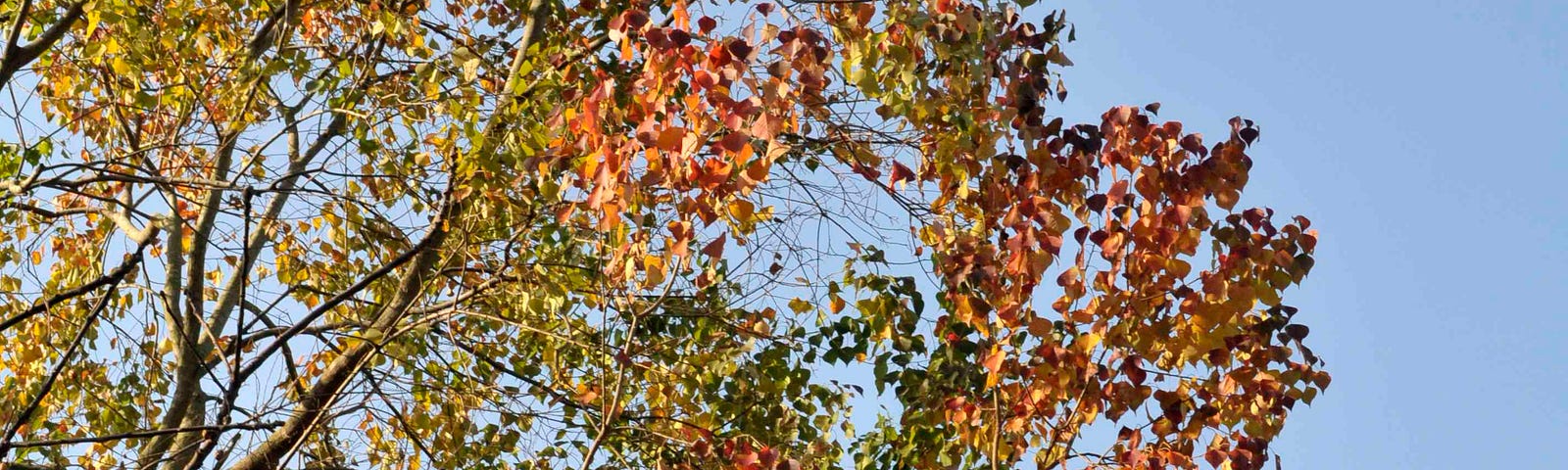 An Autumn spectrum color of tree leaves with a clear blue sky backdrop.