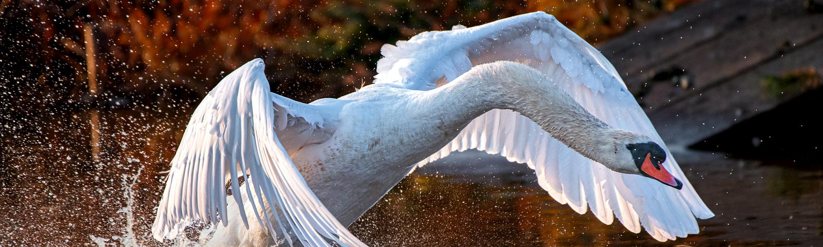 a swan flying out from the water- you can see the beautiful reflection of its wings