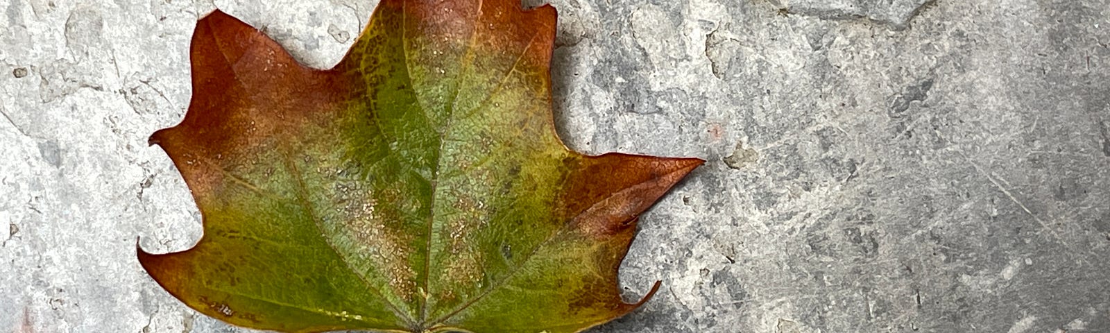A small maple leave that is green in the middle and red on the edges.