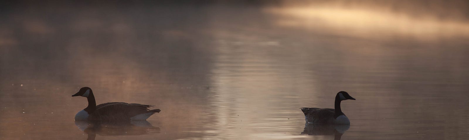 Ducks in a lake