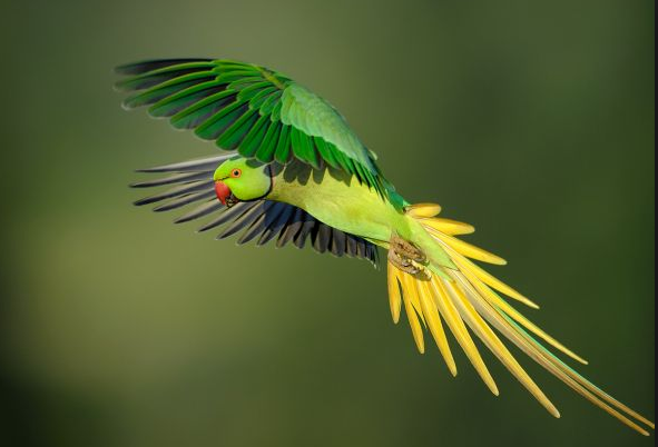 18+ Burung blekok animasi terbaru