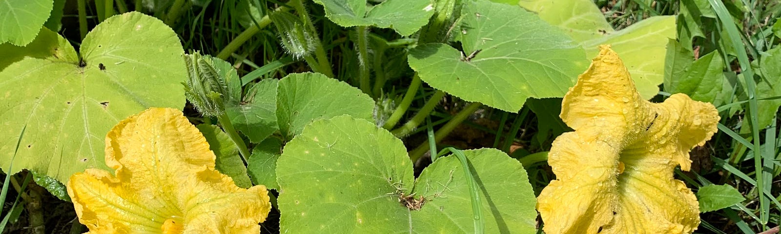 Two large, yellow squash blossoms on green vines, green grass and a large rock around.