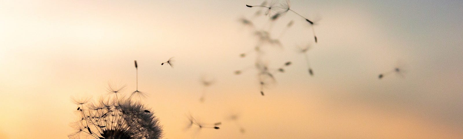 dandelion seeds blow against an orange sunset