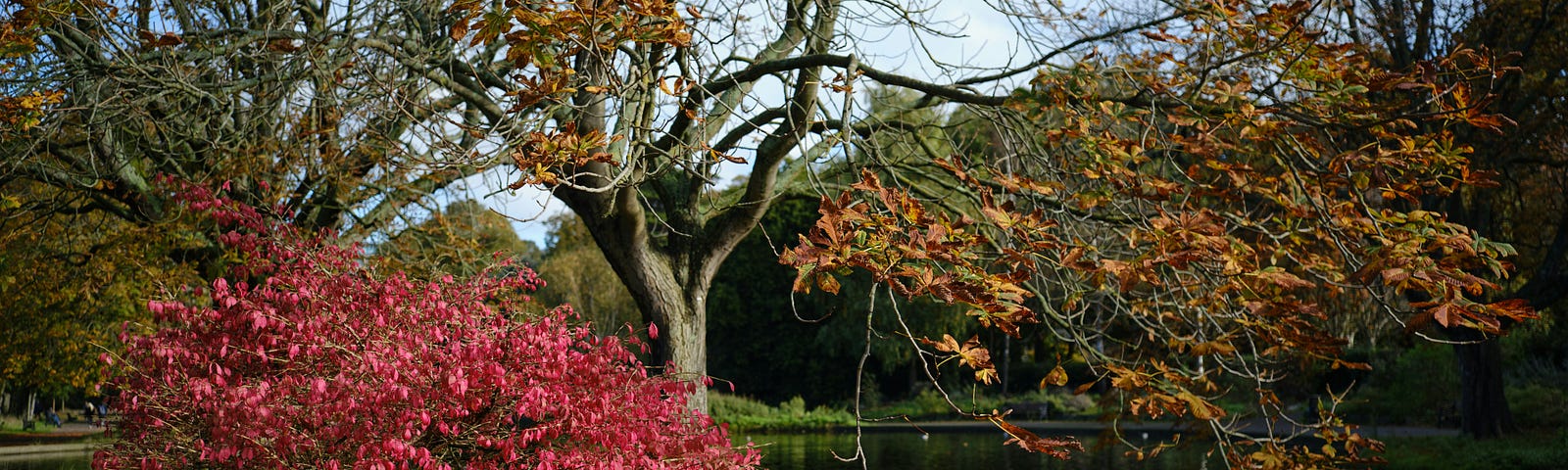 Tree hanging over a pond with ducks.