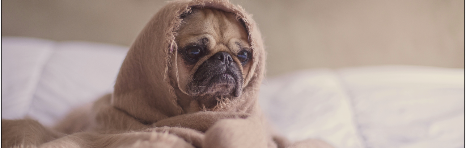 a sad-looking dog wrapped in a beige blanket