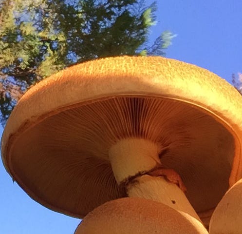 Looking up at the gills of a Big Laughing Jim mushroom cap against at bright blue Fall sky.