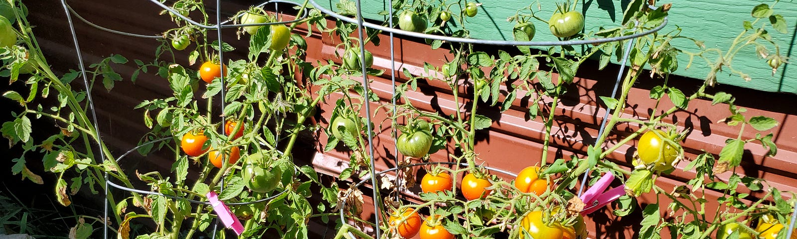 Three tomato plants in tomato cages with ripening tomatos in containers against a mobile home wall painted green and reddish brown. A purple pool noodle runs at the base of the tomatoes through the cages.