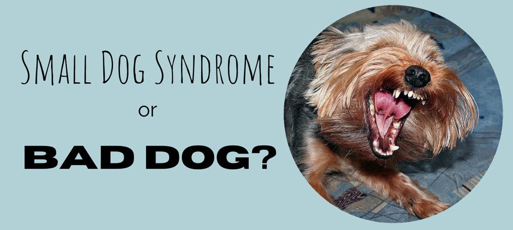 Snarling dog and message Small dog syndrome or bad dog?