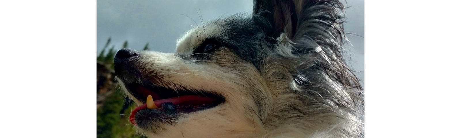 Black and white papillon dog with forest and gray sky behind him