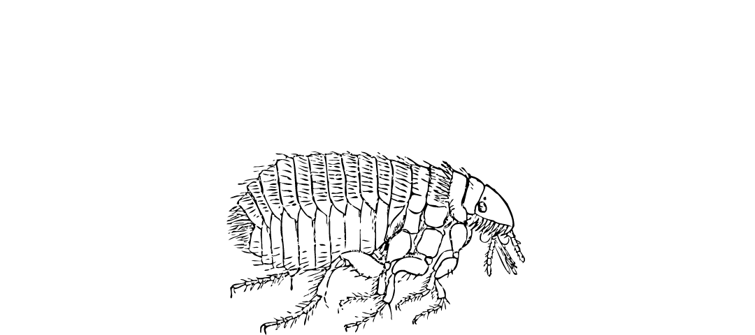 White background. In the middle of the page is a black lined drawing of an insect. Below the drawing is black text: “Parasite”.