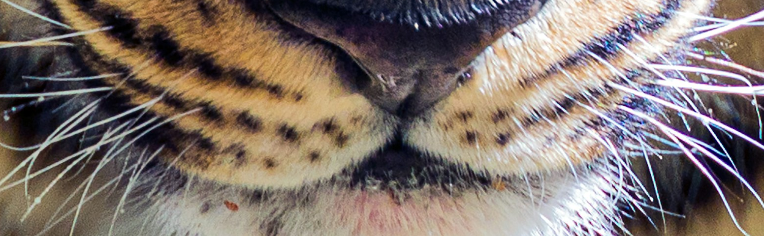 close up of the muzzle of a brown and black leopard